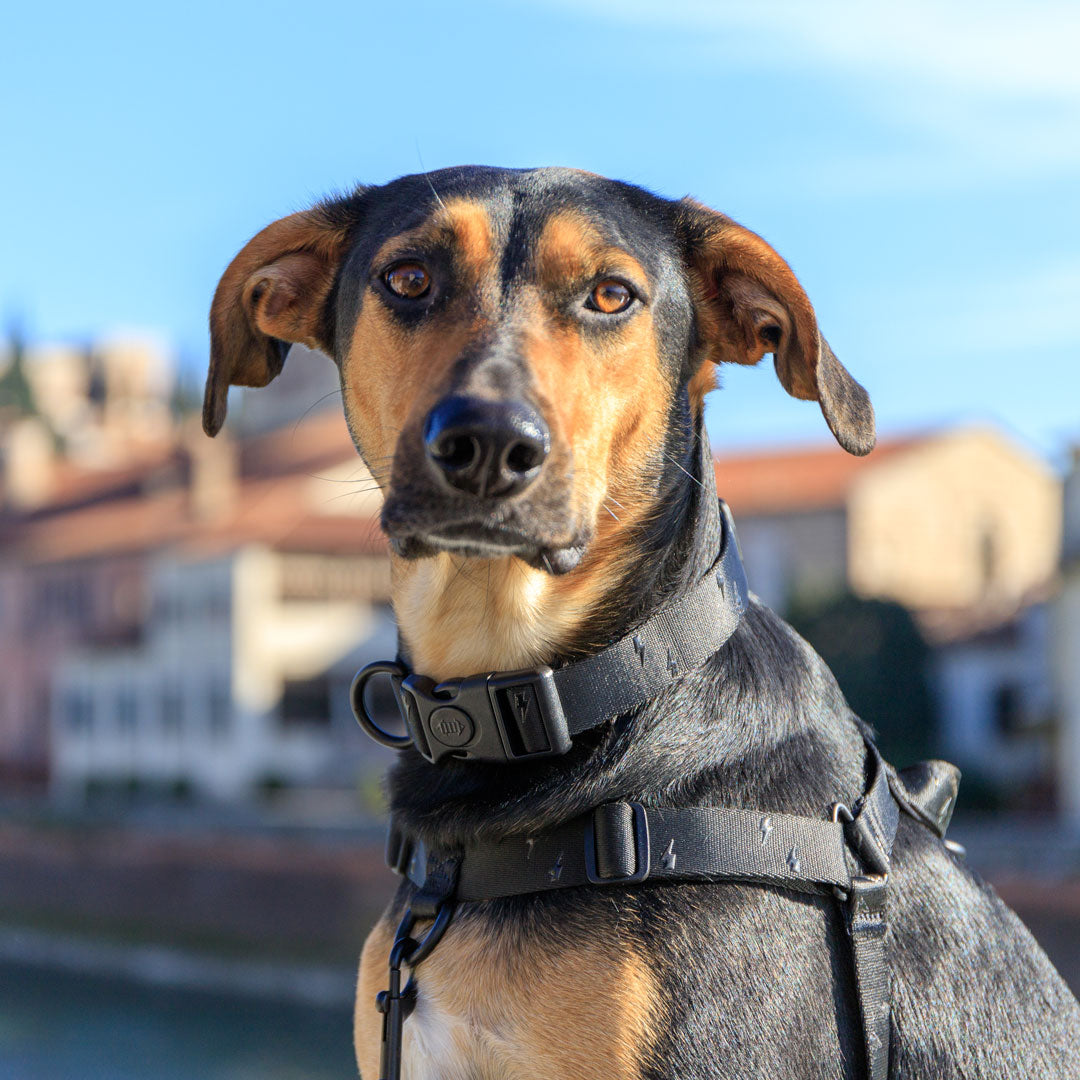 Blackout Collar - Blackout