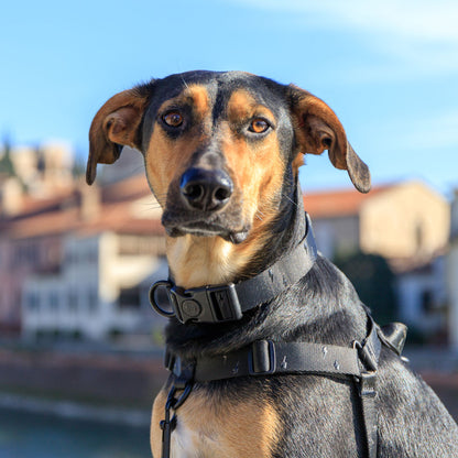 Blackout Collar - Blackout