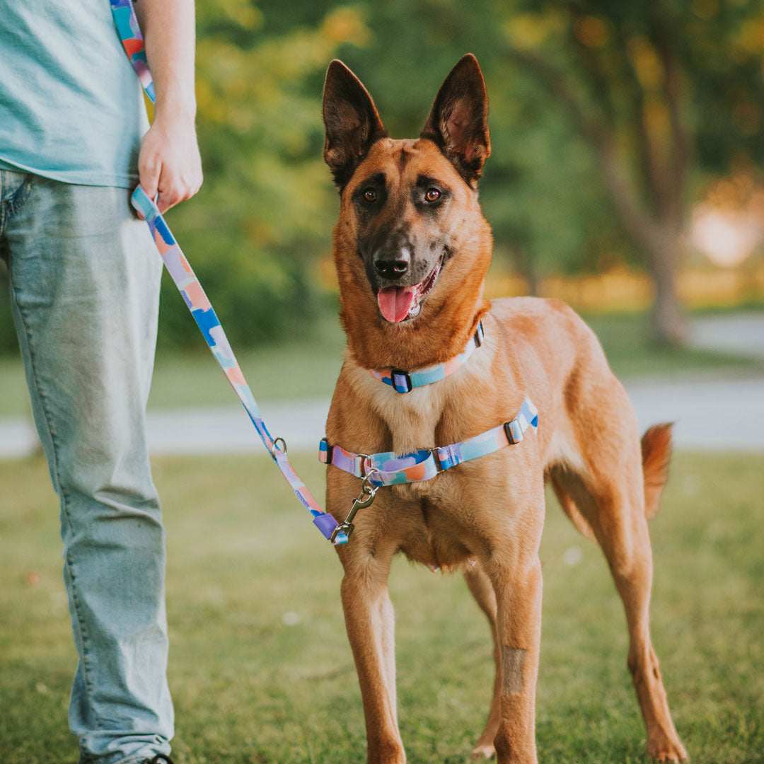 Chrome RNT No-Pull Training Harness - Chrome