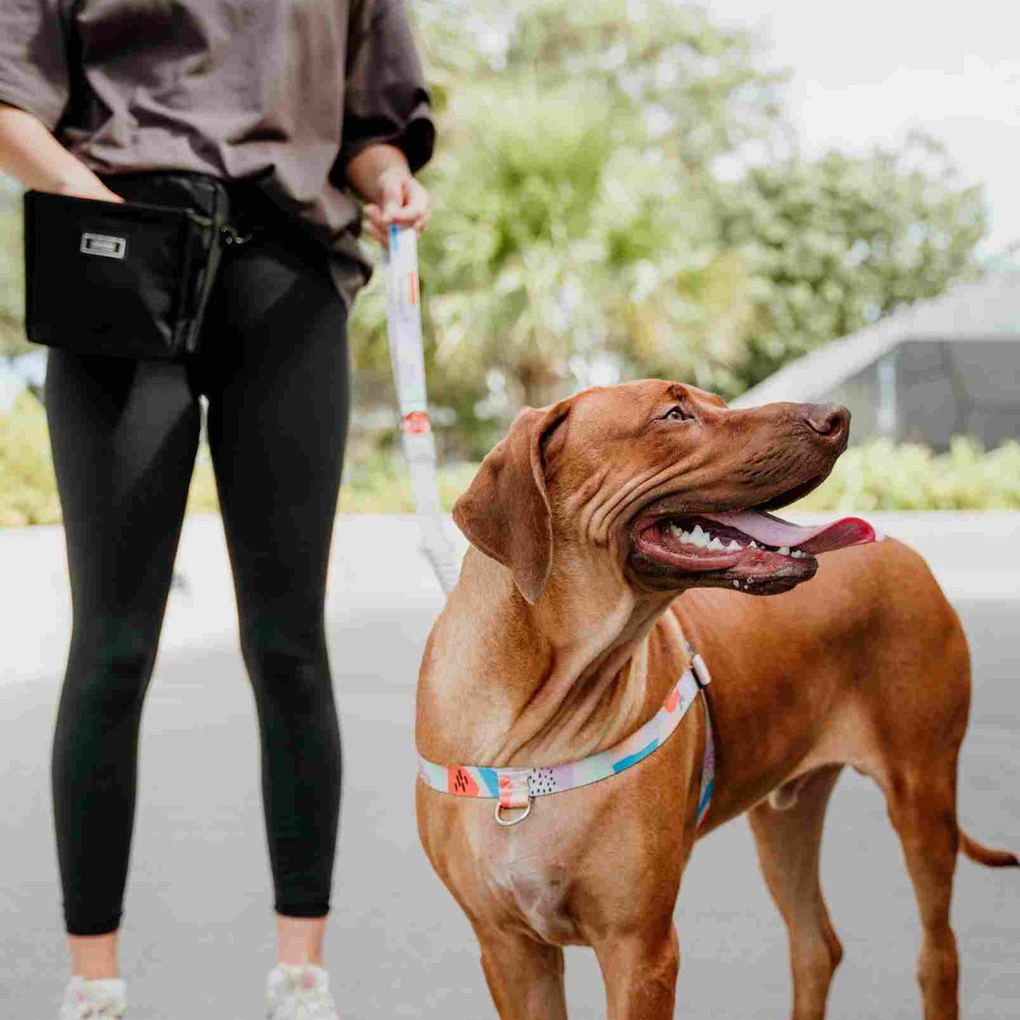 Newtown CC Leash - Newtown