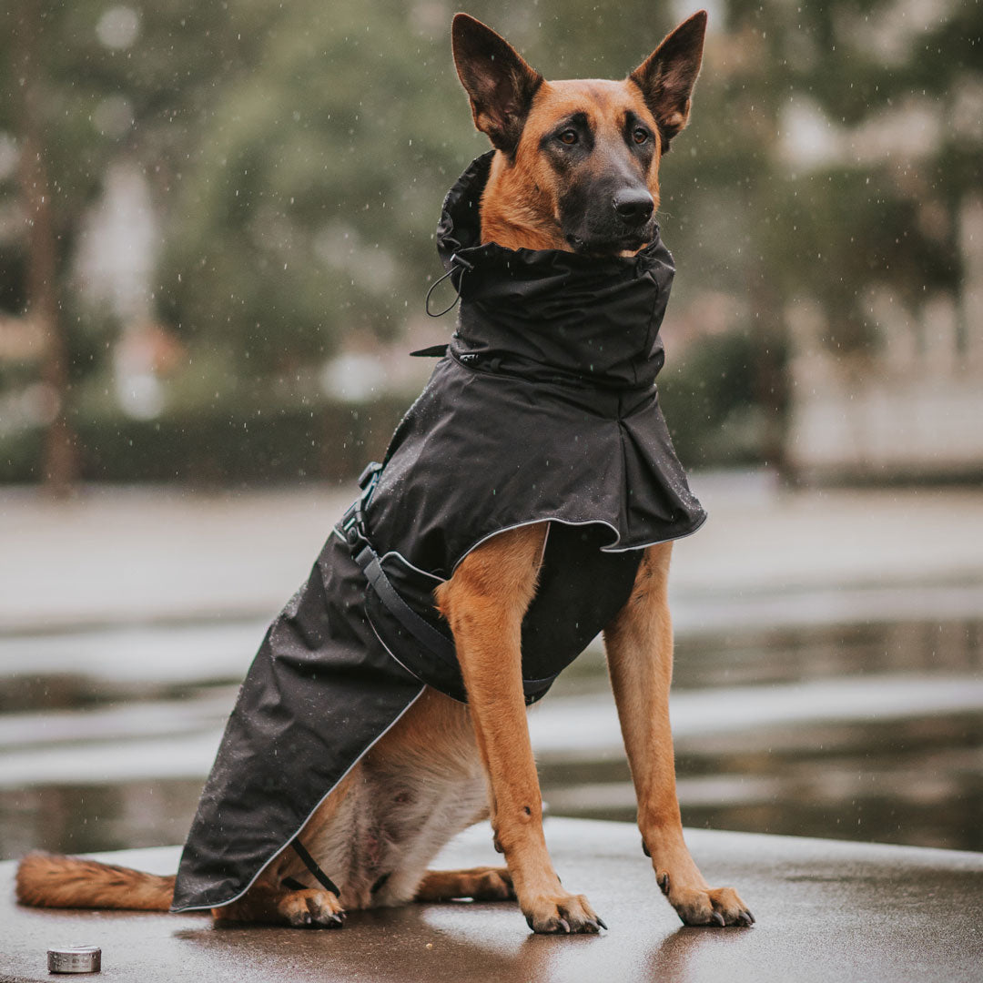 dog rain gear Black Raincoat – Stylish Hound