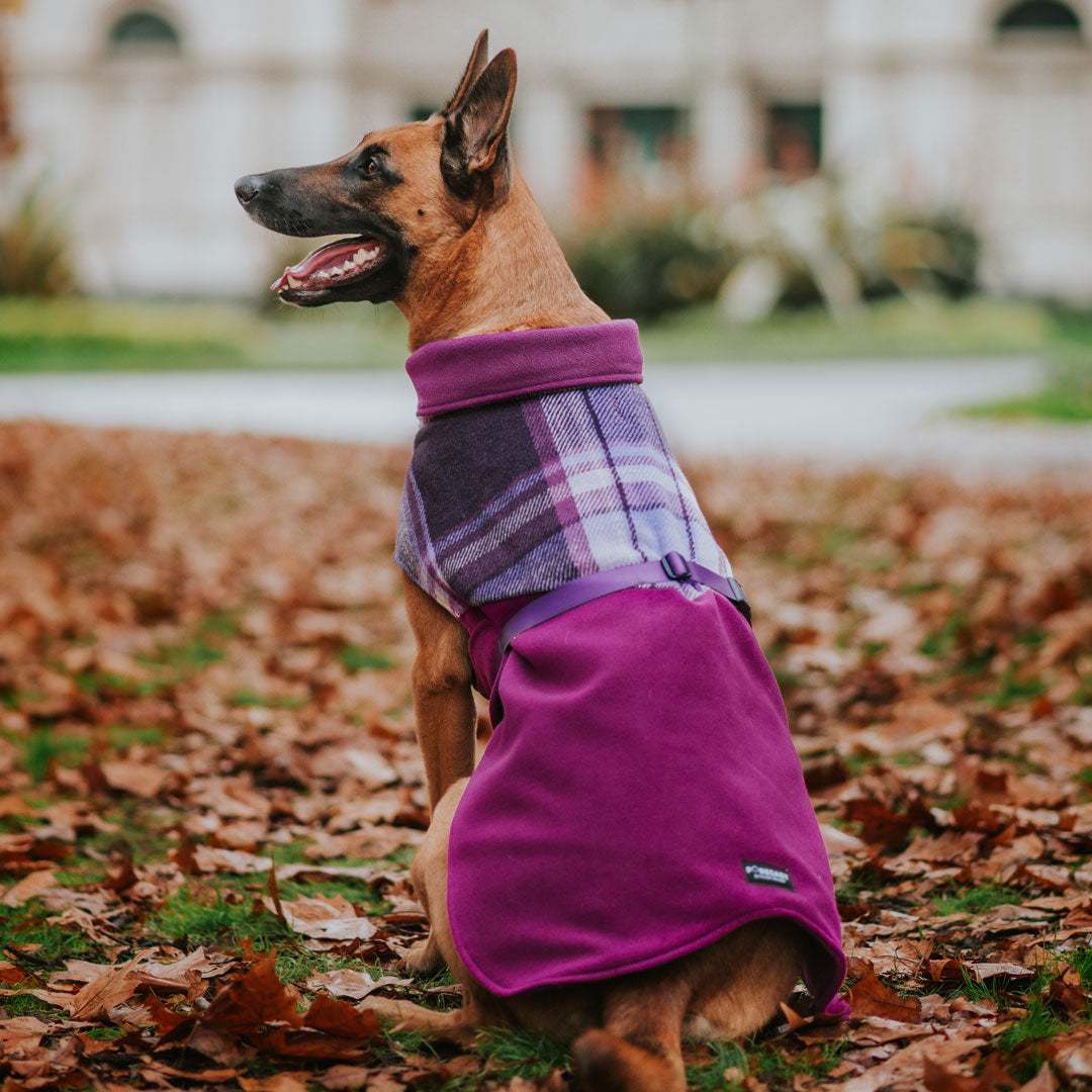 Dog winter coat uk best sale