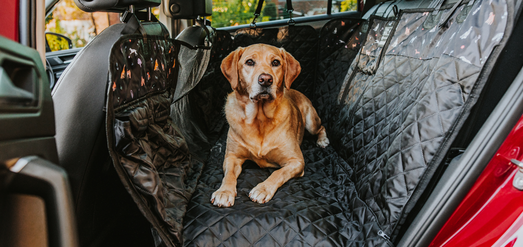 Driving with you dog everything to know Stylish Hound