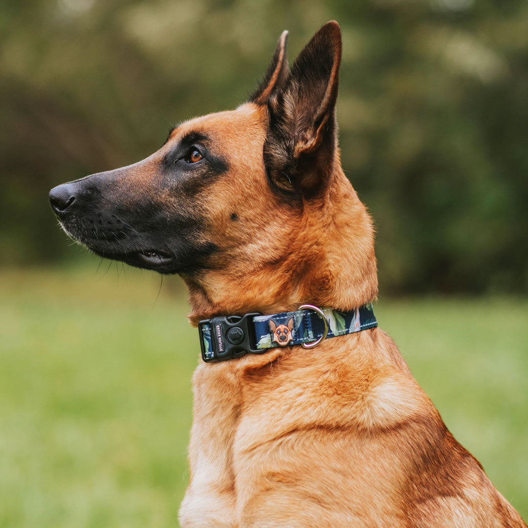 Eden Personalised Collar