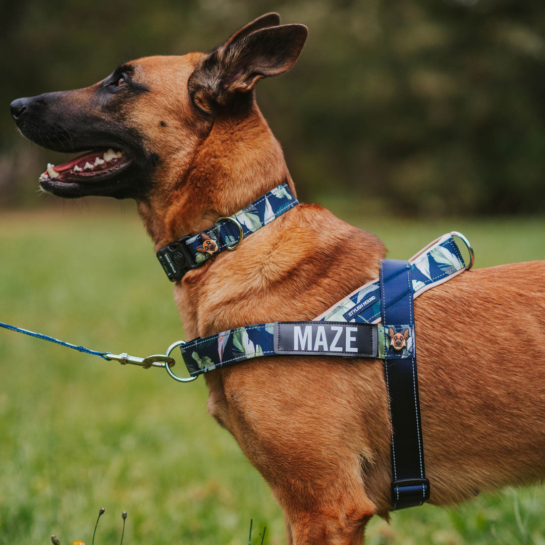 Eden Personalised No Pull Harness