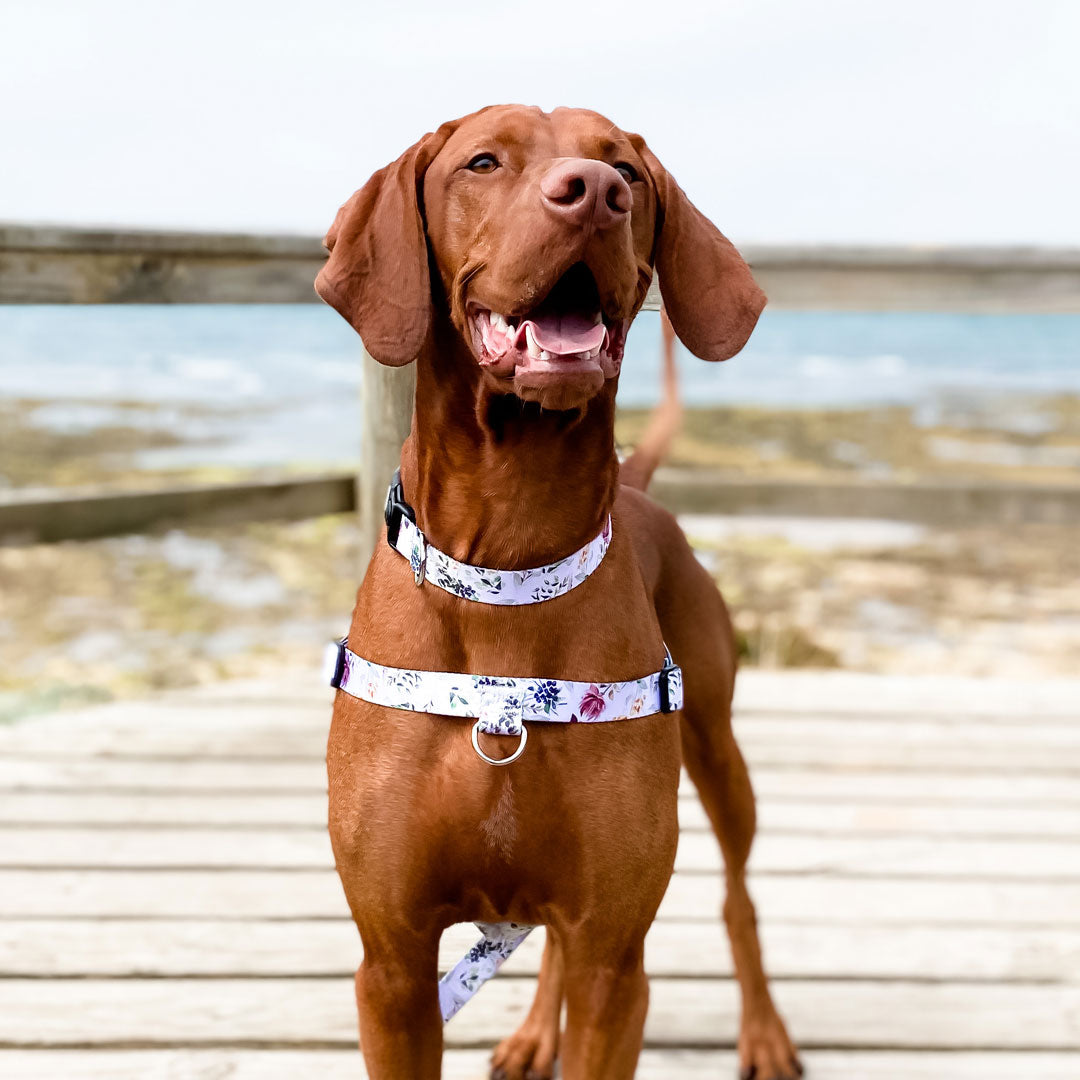 Evergreen Collar - Evergreen