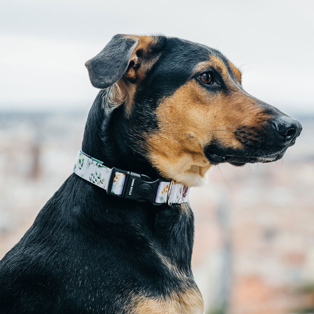 Evergreen Collar - Evergreen