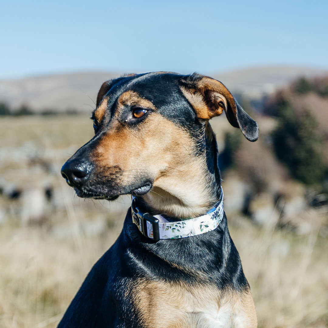 Evergreen Collar - Evergreen