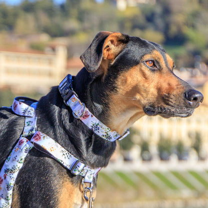 Evergreen Collar - Evergreen