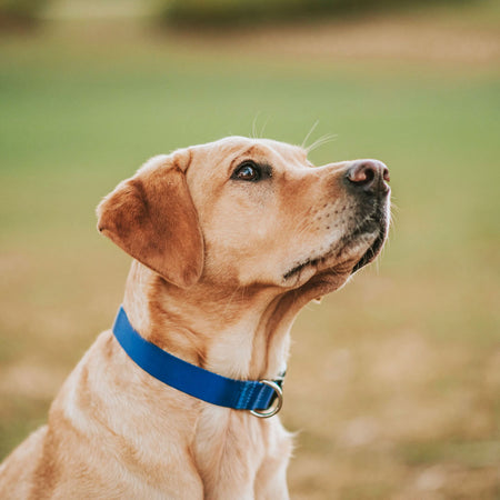Horizon Collar - Horizon