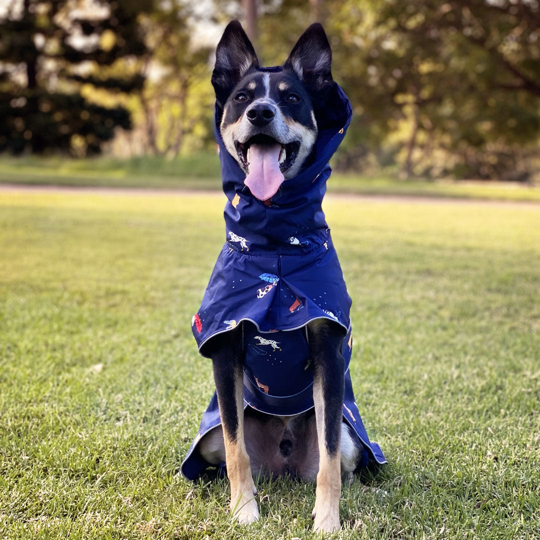 Joules dog best sale raincoat navy