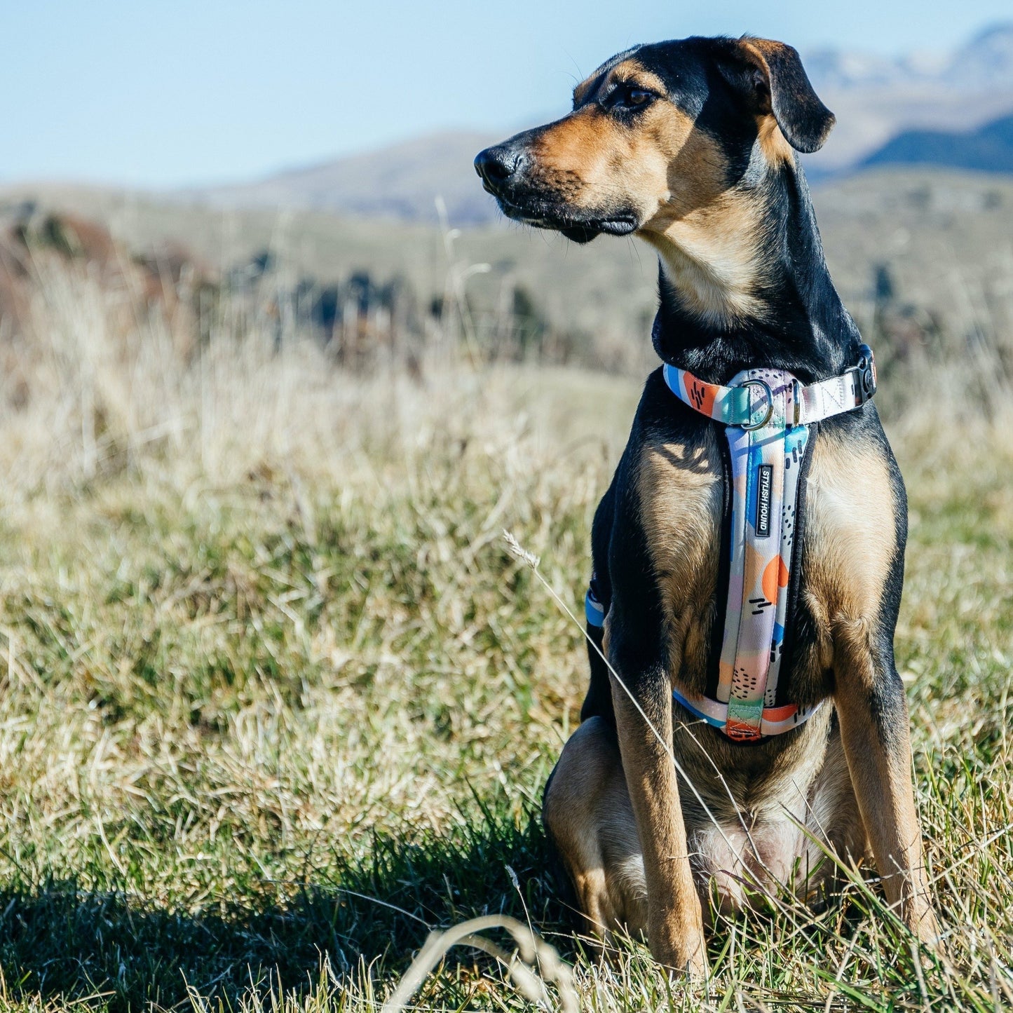 Newtown Explorer Chest Plate - Newtown