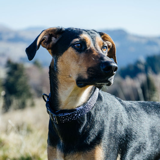 Jackson Collar - Jackson