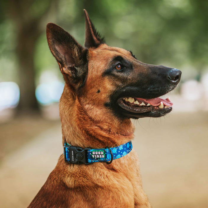 Jumbo Personalised Collar