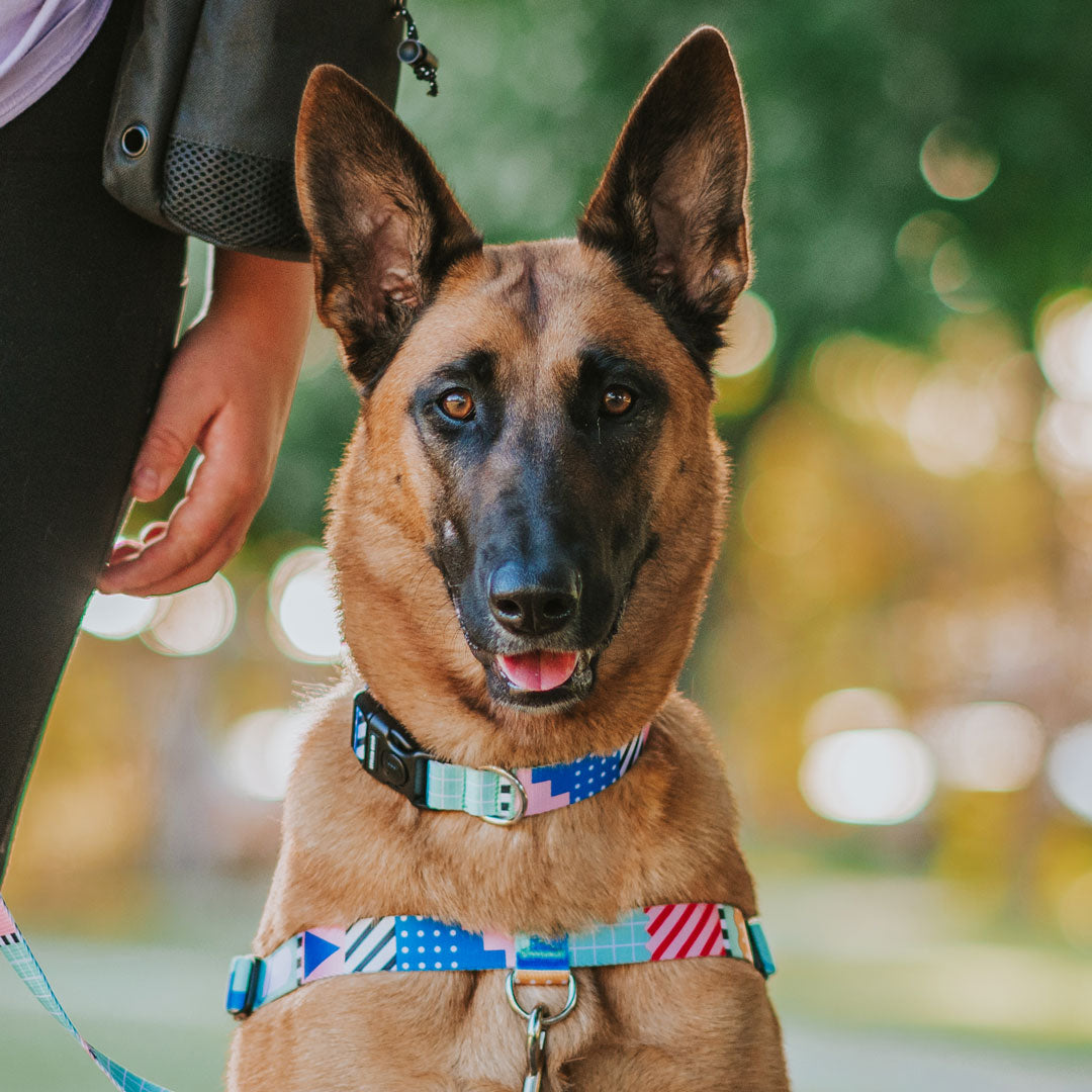 Milano Collar - Milano