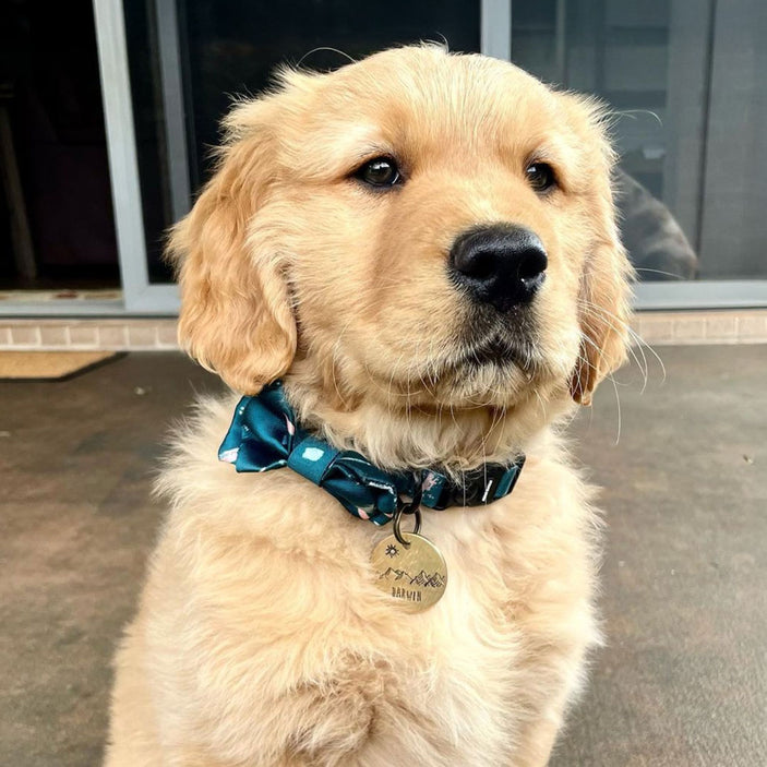 Nova Bow Tie - Nova