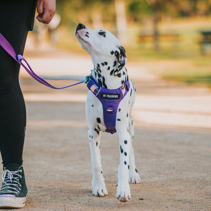 Purple Atlas Odyssey Personalised Harness