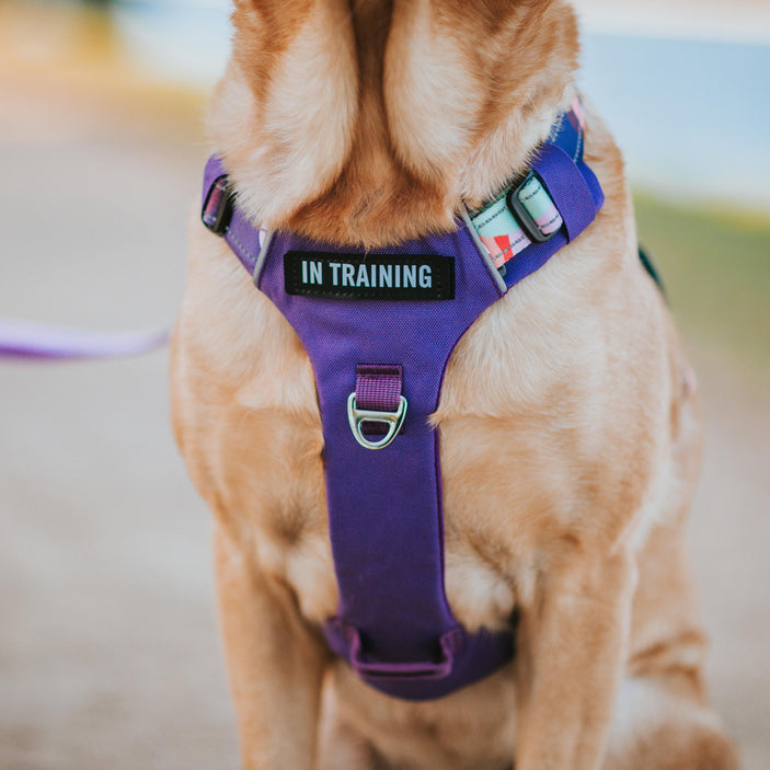 Purple Atlas Odyssey Personalised Harness