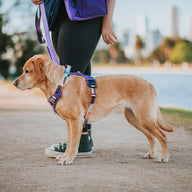 Purple Atlas Odyssey Personalised Harness