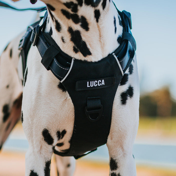 Black Odyssey Personalised Harness