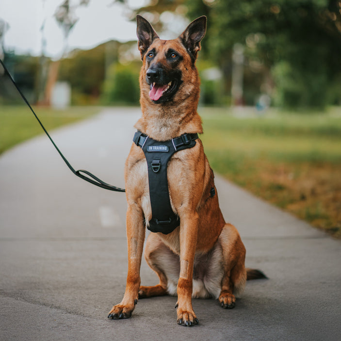 Black Odyssey Personalised Harness