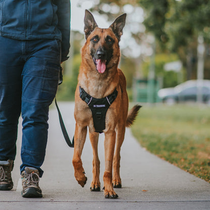 Odyssey Personalised Harness