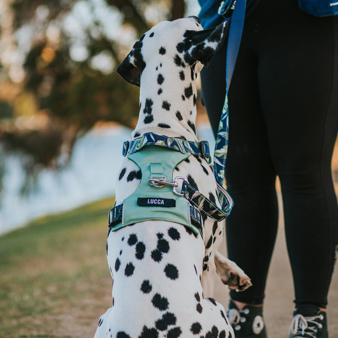 Odyssey Personalised Harness