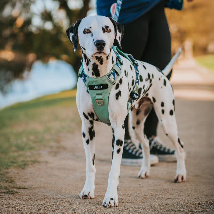 Sage Eden Odyssey Personalised Harness