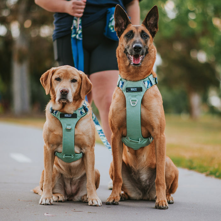 Sage Eden Odyssey Personalised Harness