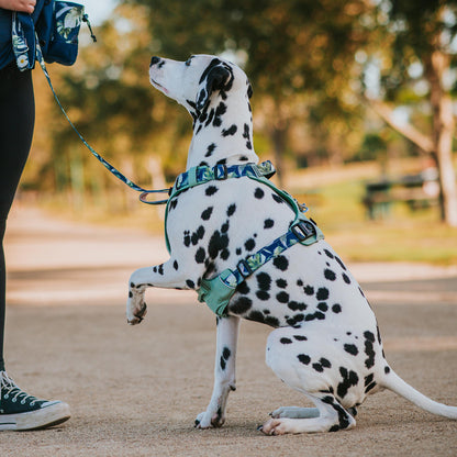 Odyssey Personalised Harness