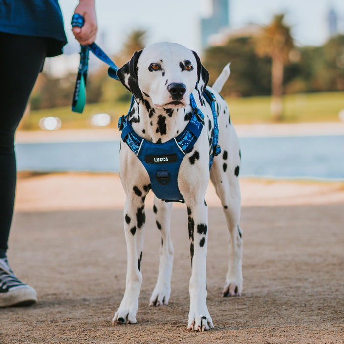 Blue Jumbo Odyssey Personalised Harness