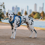 Blue Jumbo Odyssey Personalised Harness