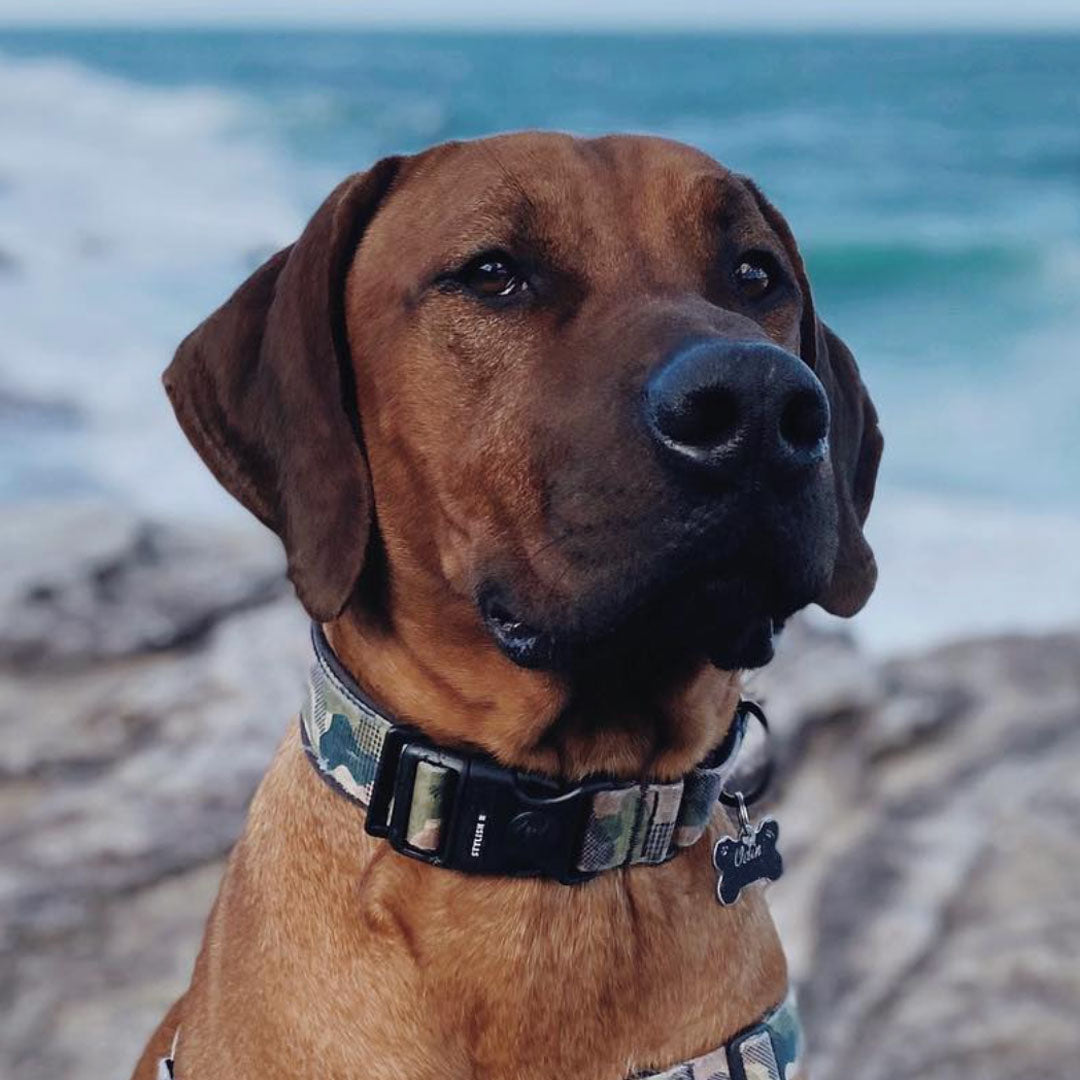 On Duty Collar - On Duty