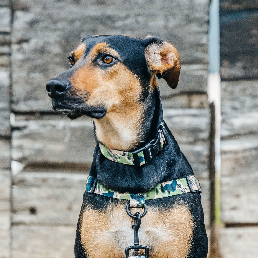 On Duty Collar - On Duty