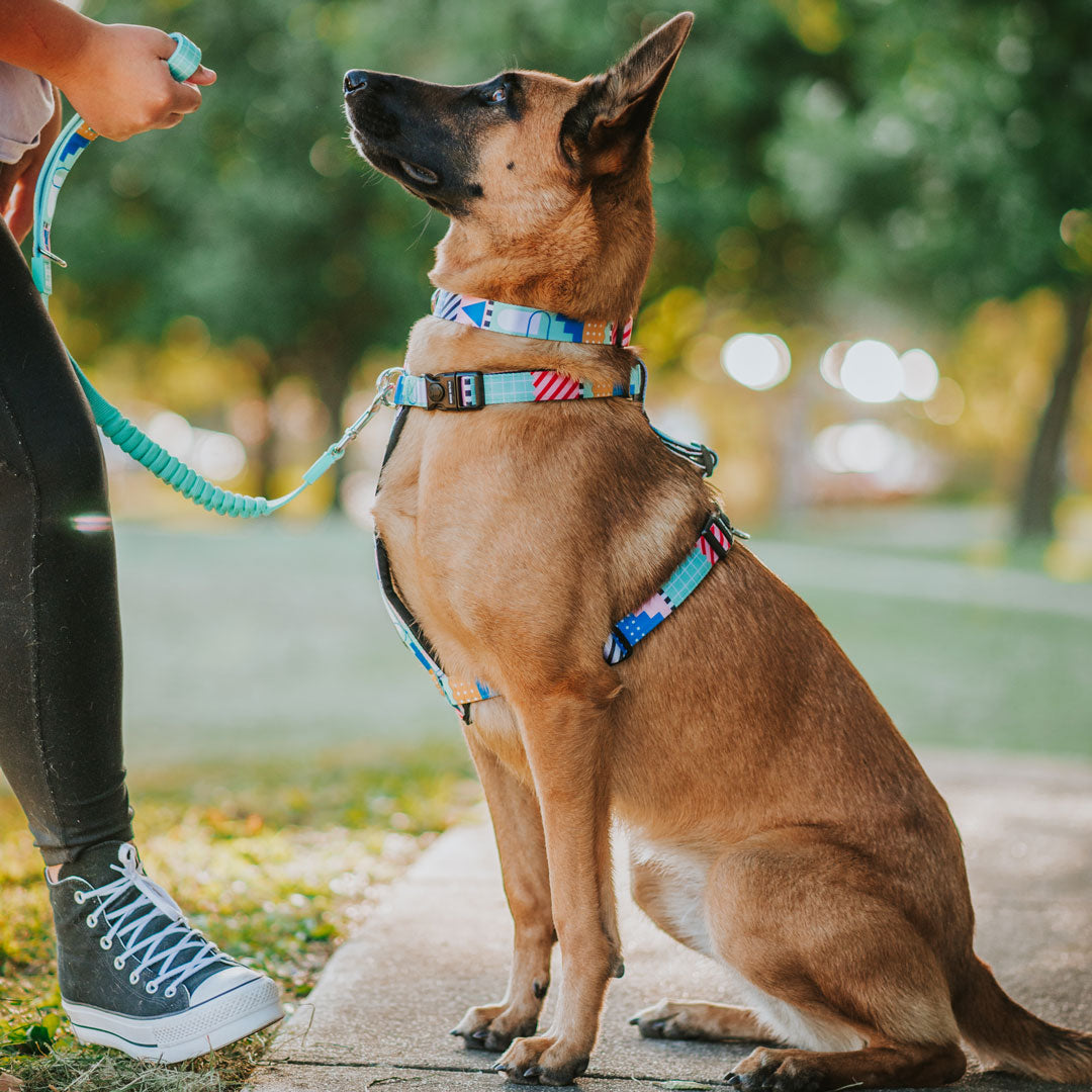 Milano Explorer Chest Plate - Milano