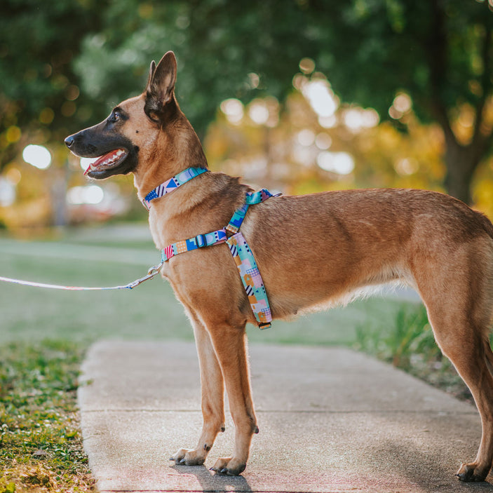 Milano OG No-Pull Training Harness