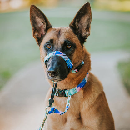 Milano Halter - Milano