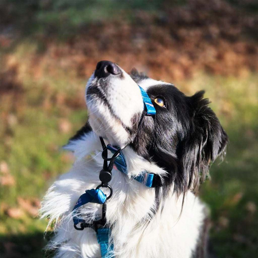 Nova Halter  + Safety Clip