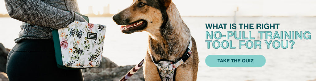 28 Stylish Dog Accessories We're Telling Everyone About