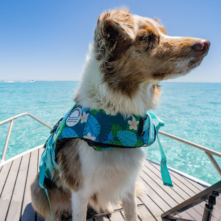 Verano Dog Swim Jacket