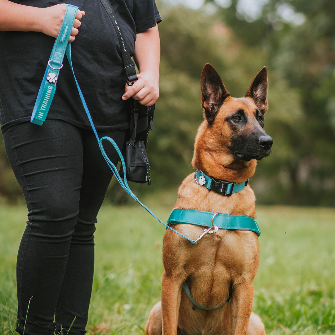 No pull harness discount for german shepherd