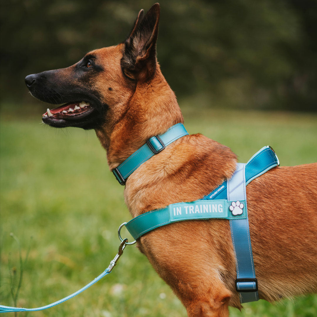 No pull harness for hotsell german shepherd