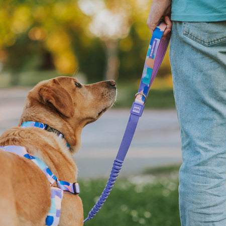 Chrome CC Leash - Chrome