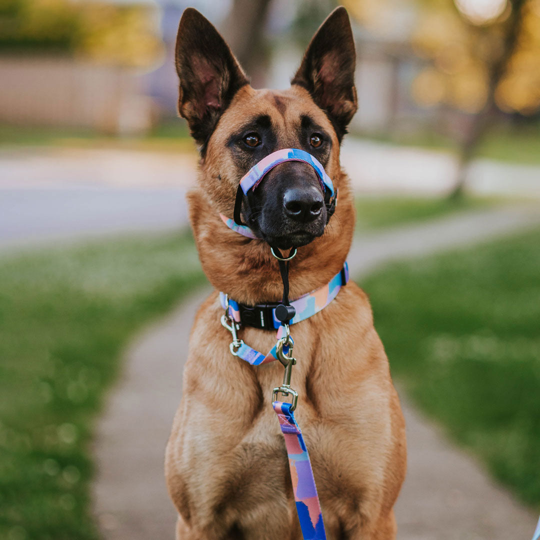 Puppy halter best sale