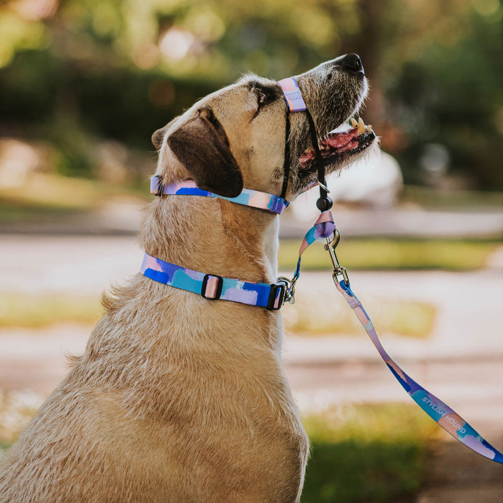 Chrome Collar - Chrome