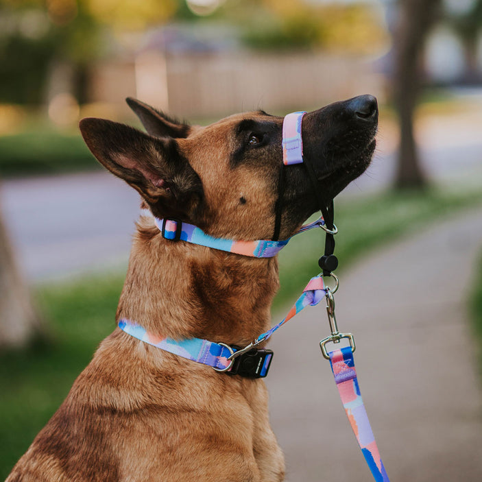 Chrome Halter + Safety Clip