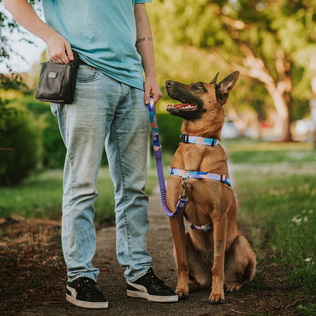 Chrome Adjustable Dog Collar Afterpay Stylish Hound