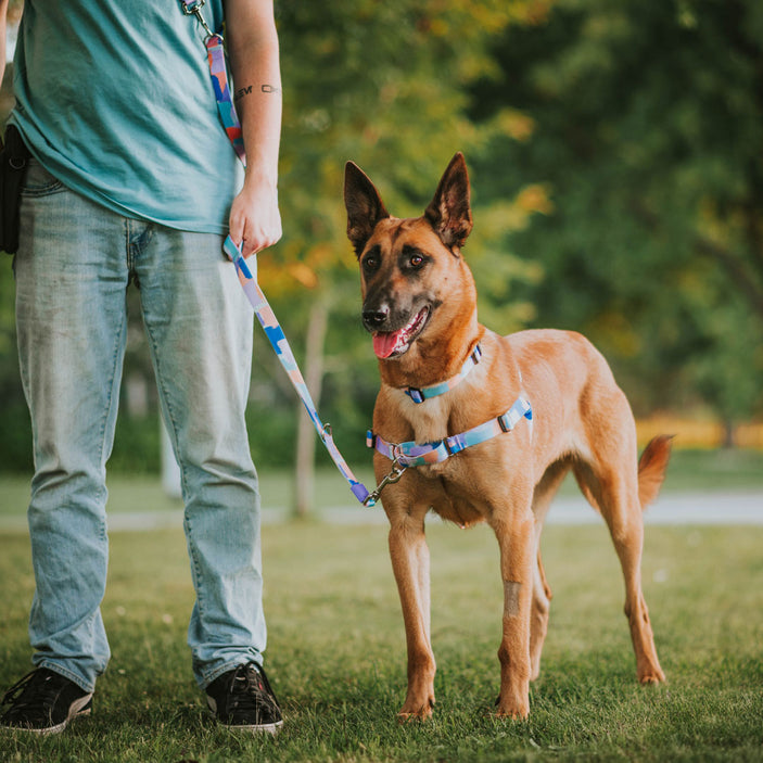 Chrome RNT No-Pull Training Harness