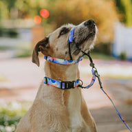 Luna Collar - Luna