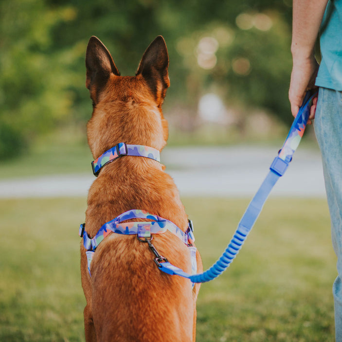 Luna Cruise Control Obedience Leash